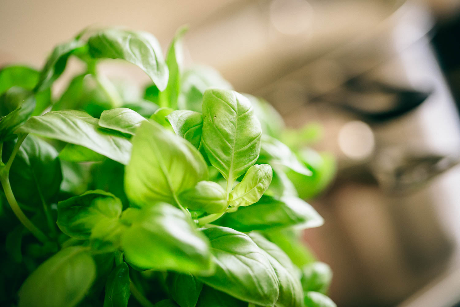 Pot of fresh basil in a kitchen with a pot in the background