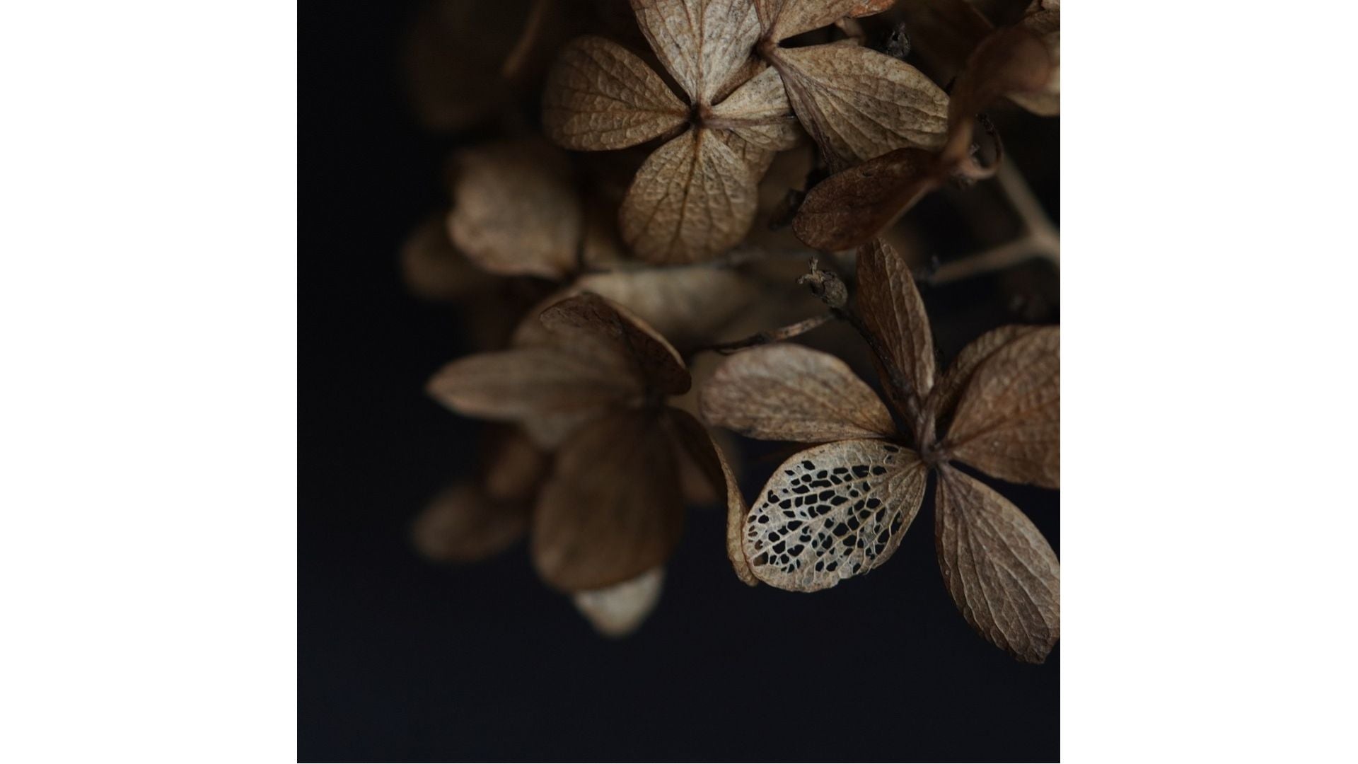 Sepia image of dried hydrangea flowers